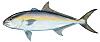 Click image for larger version

Name:	amberjack1.jpg
Views:	140
Size:	9.1 KB
ID:	114364