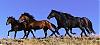 Click image for larger version

Name:	Horses_Four.jpg
Views:	131
Size:	32.7 KB
ID:	19041