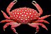 Click image for larger version

Name:	strawberry-crab.jpg
Views:	130
Size:	38.5 KB
ID:	19138