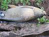 Click image for larger version

Name:	grass carp.jpg
Views:	244
Size:	157.3 KB
ID:	54260