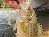 Click image for larger version

Name:	rockbass.jpg
Views:	393
Size:	95.1 KB
ID:	60459