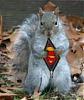 Click image for larger version

Name:	superman-squirrel.jpg
Views:	104
Size:	15.3 KB
ID:	62652